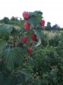 Syrop z malin 100% NATURALNY !!! DOMOWY