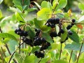 Syrop z Aronii - pyszny