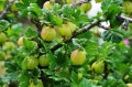 Syrop z Agrestu - smaki dzieciństwa
